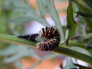 -Allison (swallowtail caterpillar) 004