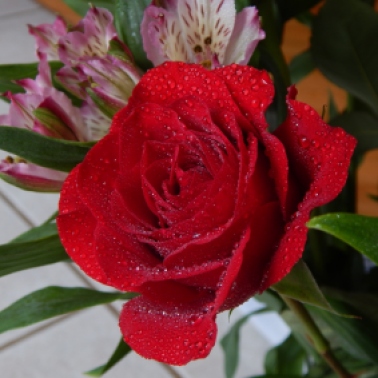 rose (2) (1280x960)