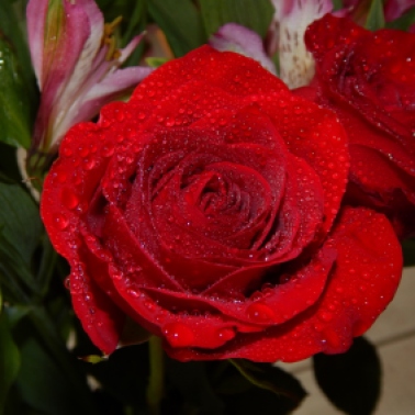 rose (3) (1280x960)