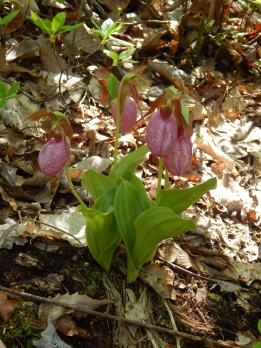 -Allison(lady slippers, doll, thunderstorm) 065 (960x1280)