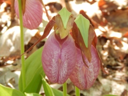 -Allison(lady slippers, doll, thunderstorm) 072 (1280x960)