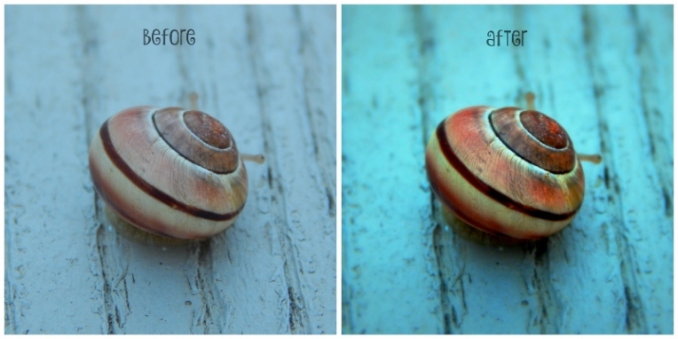 snail collage (800x400)